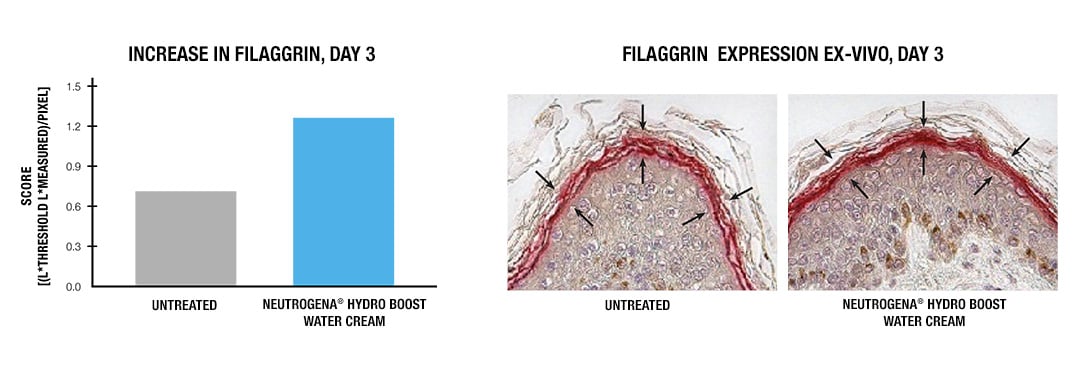 Ex-vivo model showed significant increase in Filaggrin