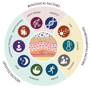 Biological factors link age, gender and genetics – Environmental factors like sun, climate and pollution – Lifestyle factors like exercise, nutrition, sleep, emotional wellbeing and beauty routine.