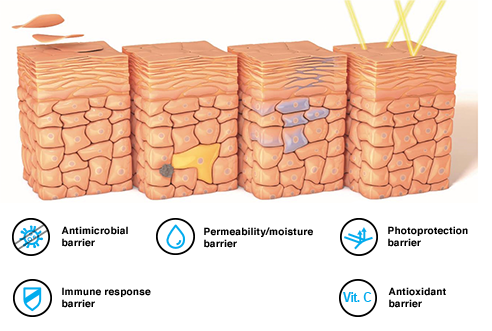 Antimicrobial barrier | Permeability/moisture barrier | Photoprotection barrier | immune response barrier | Antioxidant barrier